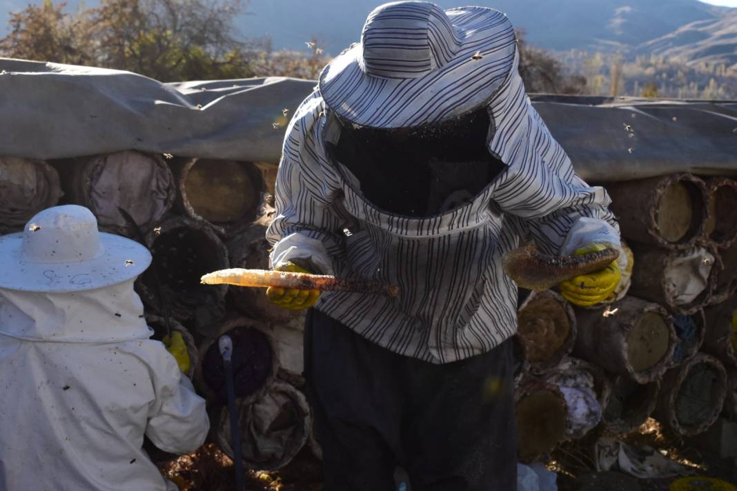 Avrupa'da birinci oldu. Bu yıl 800 ton hasat bekleniyor 2